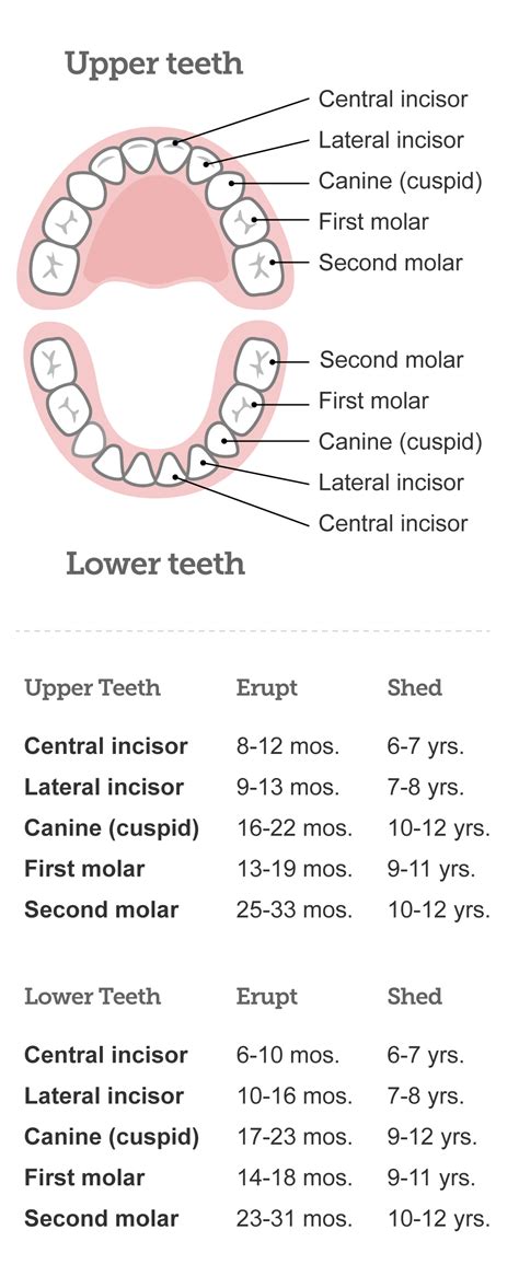 Baby teeth chart: What order do babies' teeth come in? | BabyCenter