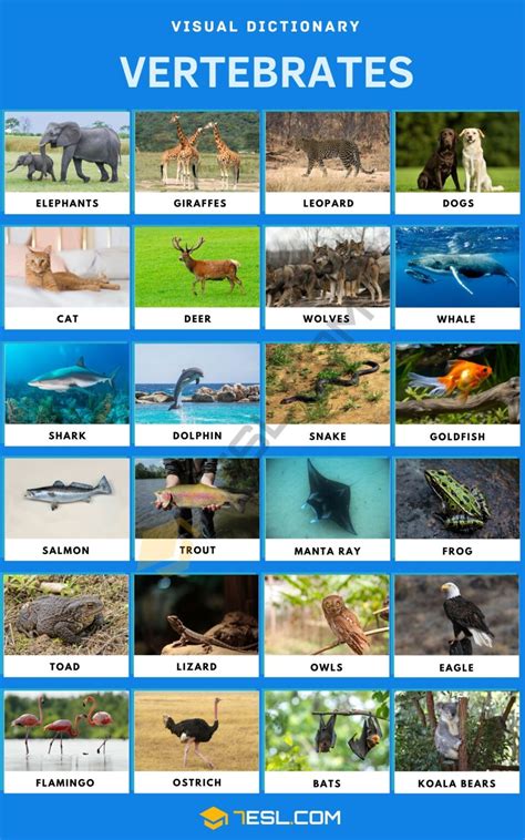 Vertebrates | List of Vertebrate Animals with Interesting Facts • 7ESL