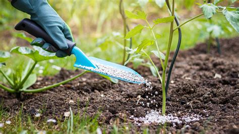 Fertilizing plants: how to give your flowers and foliage a boost ...