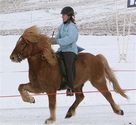 Icelandic Horse Facts, Origin, History, Gaits, Pictures