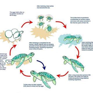 The life cycles of sea turtles (Source:... | Download Scientific Diagram