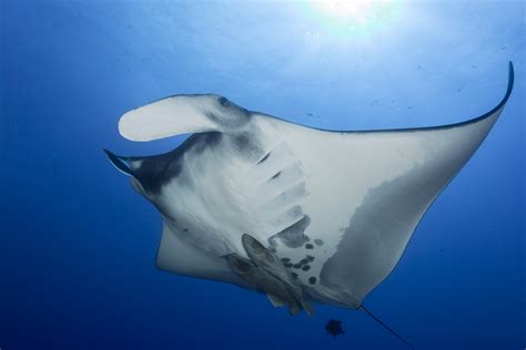 Manta Rays (c)KipEvansMissionBlueAG4V0842 | Manta ray, Giant manta, Manta