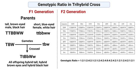 Genotypic Ratio- Definition, Calculation and 3 Examples