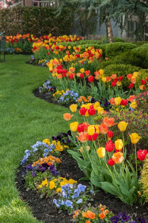 35 Tulip Garden Design Ideas - Flower Bed Layouts, Photos