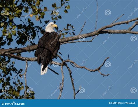 Beautiful View of the Bald Eagle Sitting on the Tree Branch, Close-up ...