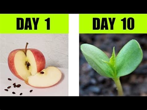 Apple Seed Germination Step By Step with Time Lapse | Helpful Gardening ...