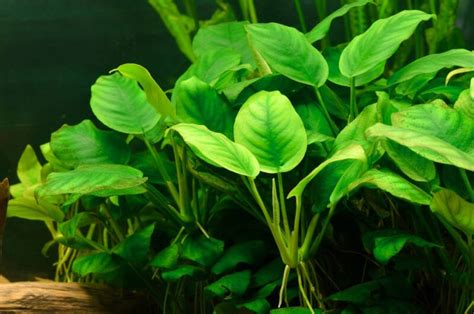 Anubias Nana • Care Guide (Propagation, Tank Setup & Mates)