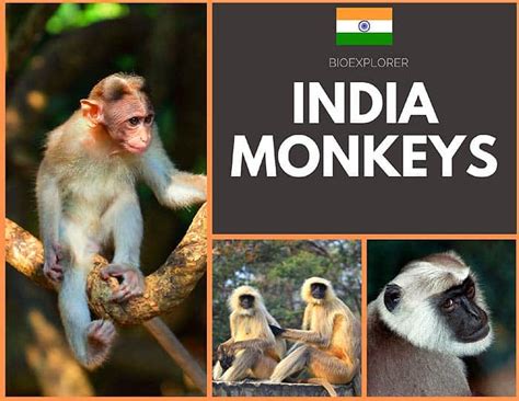 Indian Monkeys | India Monkeys | Monkeys From India