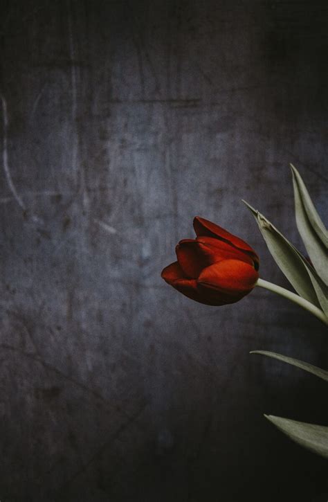 Red Tulip Symbolism (Top 13 Meanings) - Give Me History