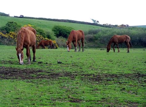 Shire Horse Farm and Carriage Museum (Redruth) - All You Need to Know ...