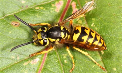 C-Western-yellowjacket-Photo-Judy-Gallagher - Invasive Species Council