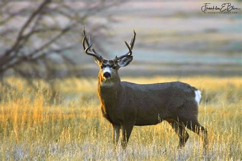 Big Mule Deer Buck - Bliss Photographics Animals