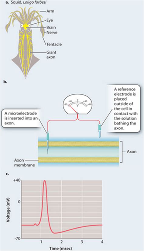 Action Potential Axon