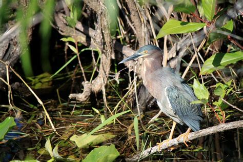 Through My Lens - Everglades Birds