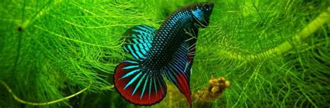 Fighting Fish Care Guide | Pet Better with Pet Circle