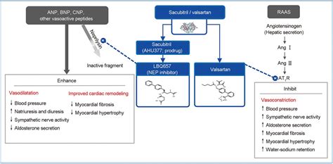 Cancer treatment-related cardiotoxicity: a focus on sacubitr ...