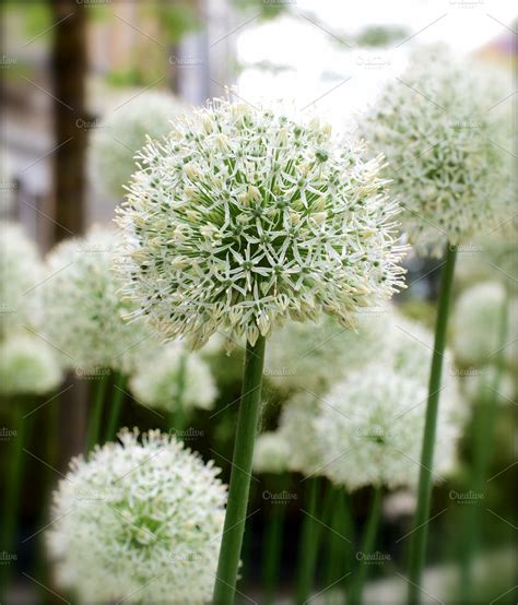 Decorative Garlic Flowers ~ Nature Photos ~ Creative Market