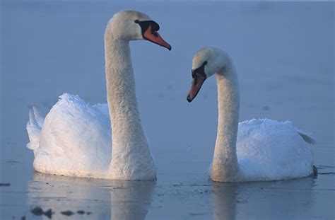 Swan - Wikipedia