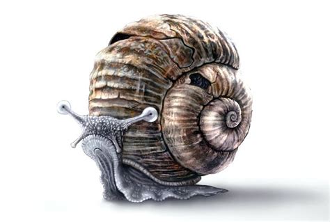 Realistic Snail Drawing at GetDrawings | Free download