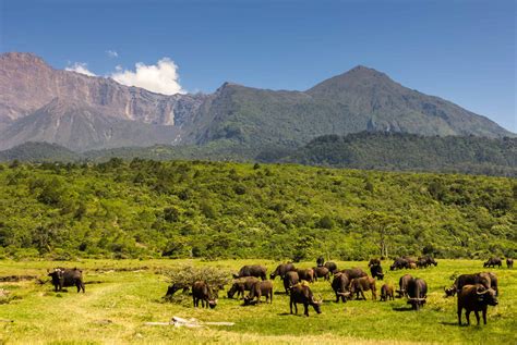 Arusha National Park Safari | Guide, Fees, Lodges [2024]