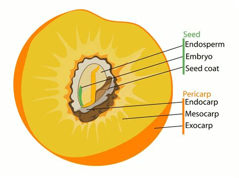 Seeds, Pits, Pips or Stones? | Stephanie Huesler