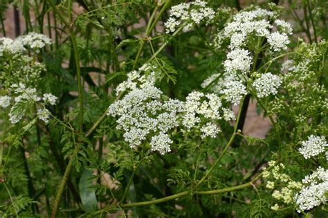 Conium maculatum (California Fern, Deadly Hemlock, Nebraska Fern ...