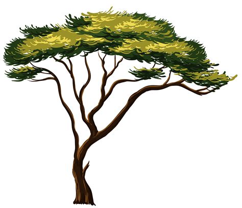 Acacia Tree Drawing | Free download on ClipArtMag