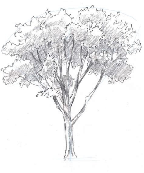 How to draw trees: Oaks | Акварельные деревья, Эскизы деревьев, Пленэр