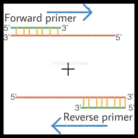 PCR: What is that? – The Biotech Notes