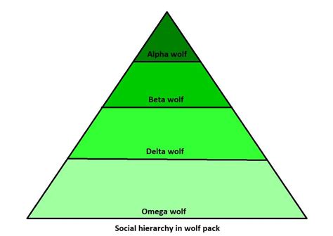 Wolf Pack Hierarchy Chart