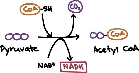 Pyruvate oxidation | Cellular respiration (article) | Khan Academy ...