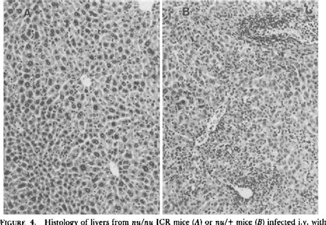 Glutamate dehydrogenase measurement | Semantic Scholar