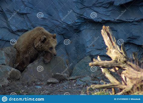 Large Brown Bear in Its Habitat Stock Image - Image of national, nature ...