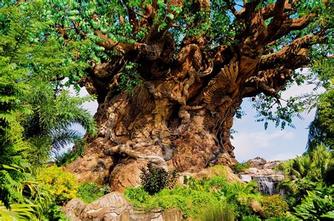 Walt Disney World - Animal Kingdom - Tree of Life close up Disney World ...