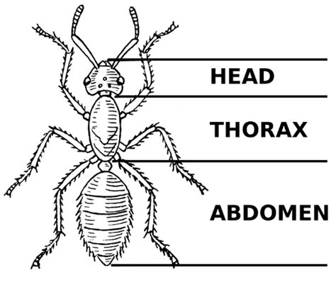 Diagram Of An Ant