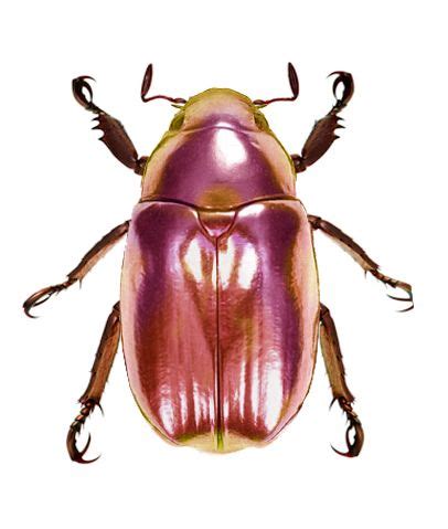 a close up of a beetle on a white background