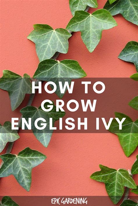 English Ivy (Hedera Helix) Care Guide