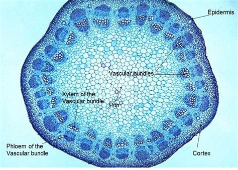 Angiosperm and Gymnosperms Virtual Lab at College of the Redwoods ...