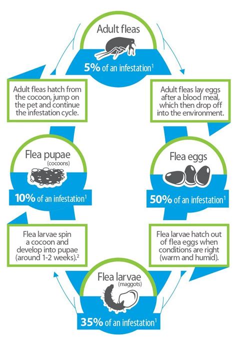 Flea & Tick Life Cycle - Bayer | Tick life cycle, Life cycles, Flea and ...