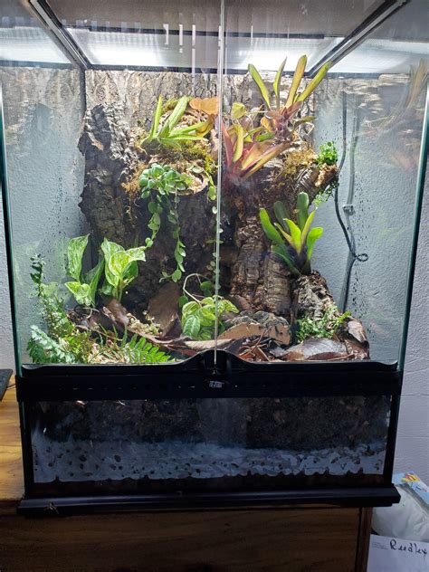 First vivarium for crested gecko : r/Vivarium