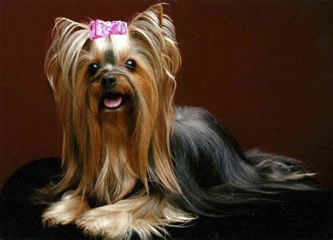 Short Haircuts For Female Yorkies