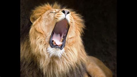 "African Male Lion Roaring". Sound of a "Lions Roar", - YouTube