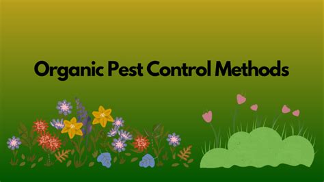 Guide To Organic Pest Control Methods In Your Home Roof Garden