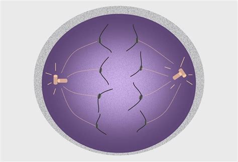 Anaphase I - Definition, Process and Quiz | Biology Dictionary