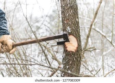 Man Cutting Tree Axe Stock Photo 1277083309 | Shutterstock