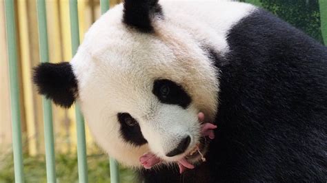 Giant panda twins born in French zoo – manmadenews