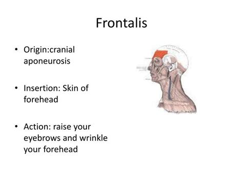 PPT - Facial Muscles PowerPoint Presentation - ID:2036131