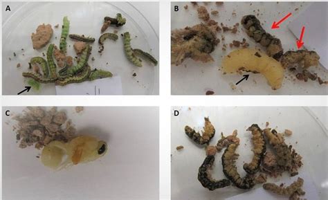 Typical findings in potter wasp cells sampled during wasp development ...