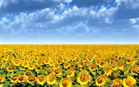 Field of Sunflowers Wallpaper - WallpaperSafari