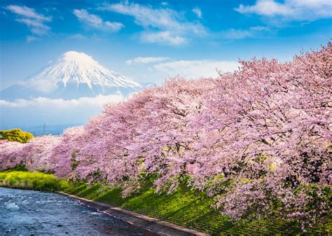 When to buy flight tickets to Japan for cherry blossom season